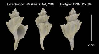 To NMNH Extant Collection (Boreotrophon alaskanus Holotype USNM 122594)