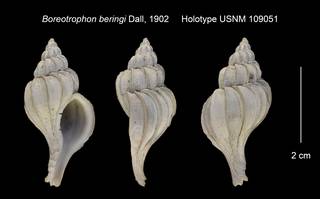 To NMNH Extant Collection (Boreotrophon beringi Holotype USNM 109051)