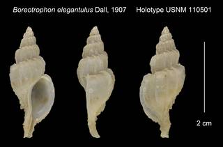 To NMNH Extant Collection (Boreotrophon elegantulus Holotype USNM 110501)