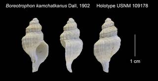 To NMNH Extant Collection (Boreotrophon kamchatkanus Holotype USNM 109178)