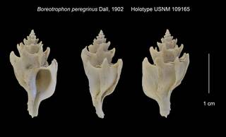 To NMNH Extant Collection (Boreotrophon peregrinus Holotype USNM 109165)