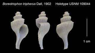 To NMNH Extant Collection (Boreotrophon tripherus Holotype USNM 109044)