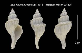 To NMNH Extant Collection (Boreotrophon xestra Holotype USNM 205508)