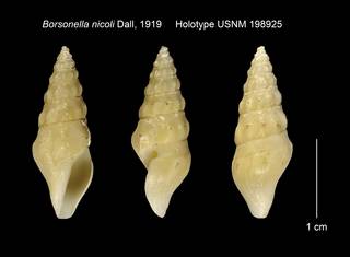 To NMNH Extant Collection (Borsonella nicoli Holotype USNM 198925)