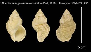 To NMNH Extant Collection (Buccinum angulosum transliratum Holotype USNM 221455)