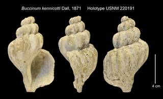 To NMNH Extant Collection (Buccinum kennicotti Holotype USNM 220191)
