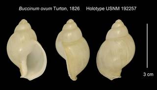 To NMNH Extant Collection (Buccinum ovum Holotype USNM 192257)