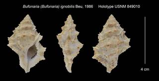 To NMNH Extant Collection (Bufonaria (Bufonaria) ignobilis Holotype USNM 849010)