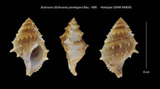 To NMNH Extant Collection (Bufonaria (Bufonaria) perelegans Holotype USNM 849005)