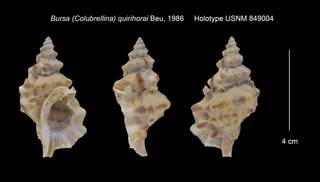 To NMNH Extant Collection (Bursa (Colubrellina) quirihorai Holotype USNM 849004)