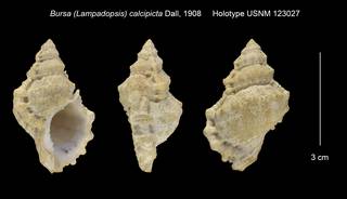 To NMNH Extant Collection (Bursa (Lampadopsis) calcipicta Holotype USNM 123027)