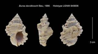 To NMNH Extant Collection (Bursa davidboschi Holotype USNM 849006)