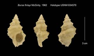 To NMNH Extant Collection (Bursa finlayi Holotype USNM 634570)