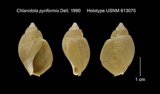 To NMNH Extant Collection (Chlanidota pyriformis Holotype USNM 613075)