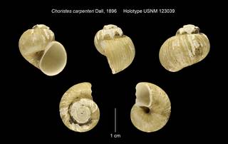 To NMNH Extant Collection (Choristes carpenteri Holotype USNM 123039)