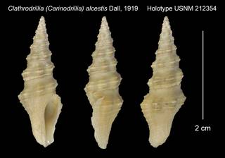 To NMNH Extant Collection (Clathrodrillia (Carinodrillia) alcestis Holotype USNM 212354)