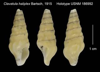To NMNH Extant Collection (Clavatula haliplex Holotype USNM 186992)