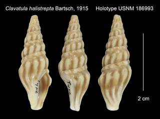 To NMNH Extant Collection (Clavatula halistrepta Holotype USNM 186993)