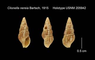 To NMNH Extant Collection (Clionella nereia Holotype USNM 205942)