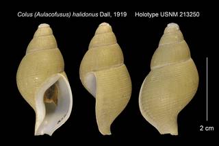To NMNH Extant Collection (Colus (Aulacofusus) halidonus Holotype USNM 213250)
