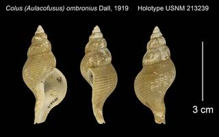 To NMNH Extant Collection (Colus (Aulacofusus) ombronius Holotype USNM 213239)