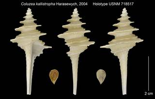 To NMNH Extant Collection (Coluzea kallistropha Holotype USNM 718517)