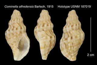 To NMNH Extant Collection (Cominella alfredensis Holotype USNM 187019)