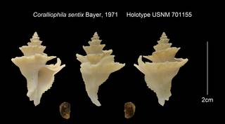 To NMNH Extant Collection (Coralliophila sentix Holotype USNM 701155)