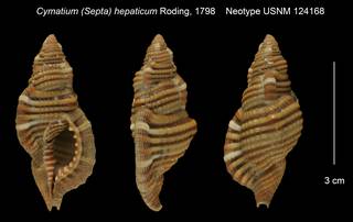 To NMNH Extant Collection (Cymatium (Septa) hepaticum Neotype USNM 124168)