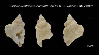 To NMNH Extant Collection (Distorsio (Distorsio) euconstricta Holotype USNM 718952)