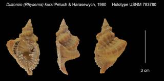 To NMNH Extant Collection (Distorsio (Rhysema) kurzi Holotype USNM 783780)