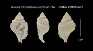 To NMNH Extant Collection (Distorsio (Rhysema) robinsoni Holotype USNM 859832)