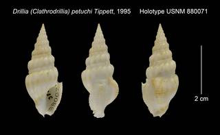 To NMNH Extant Collection (Drillia (Clathrodrillia) petuchi Holotype USNM 880071)
