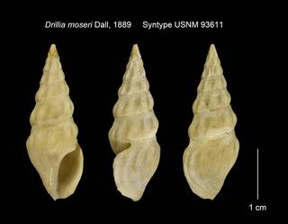 To NMNH Extant Collection (Drillia moseri Syntype USNM 93611)