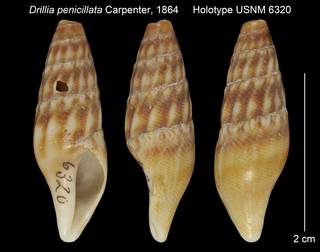 To NMNH Extant Collection (Drillia penicillata Holotype USNM 6320)