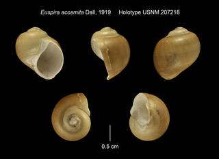To NMNH Extant Collection (Euspira acosmita Holotype USNM 207218)