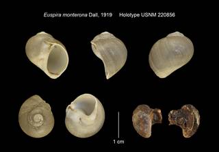 To NMNH Extant Collection (Euspira monterona Holotype USNM 220856)