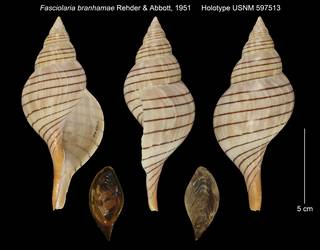 To NMNH Extant Collection (Fasciolaria branhamae Holotype USNM 597513)