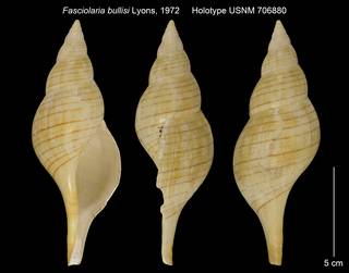 To NMNH Extant Collection (Fasciolaria bullisi Holotype USNM 706880)
