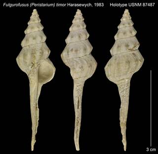 To NMNH Extant Collection (Fulgurofusus (Peristarium) timor Holotype USNM 87487)