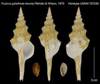 To NMNH Extant Collection (Fusinus galatheae bountyi Holotype USNM 707230)
