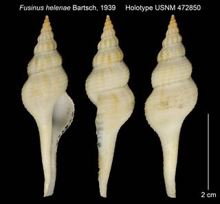 To NMNH Extant Collection (Fusinus helenae Holotype USNM 472850)