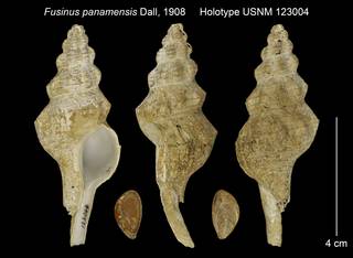 To NMNH Extant Collection (Fusinus panamensis Holotype USNM 123004)