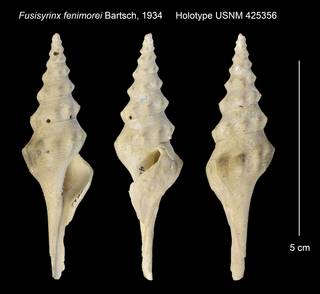 To NMNH Extant Collection (Fusisyrinx fenimorei Holotype USNM 425356)