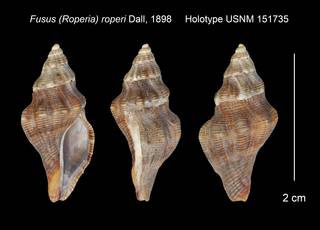 To NMNH Extant Collection (Fusus (Roperia) roperi Holotype USNM 151735)