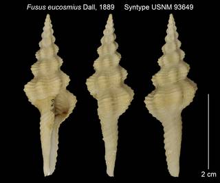 To NMNH Extant Collection (Fusus eucosmius Syntype USNM 93649)