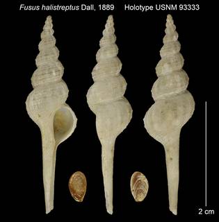 To NMNH Extant Collection (Fusus halistreptus Holotype USNM 93333)