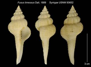 To NMNH Extant Collection (Fusus timessus Syntype USNM 93652)
