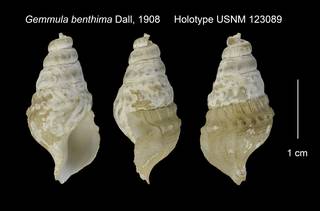 To NMNH Extant Collection (Gemmula benthima Holotype USNM 123089)