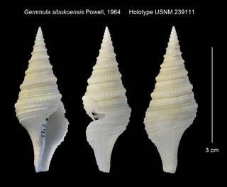 To NMNH Extant Collection (Gemmula sibukoensis Holotype USNM 239111)